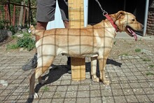 TAPPANCS, Hund, Mischlingshund in Ungarn - Bild 3