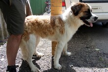 SABA5, Hund, Moskauer Wachhund in Ungarn - Bild 2