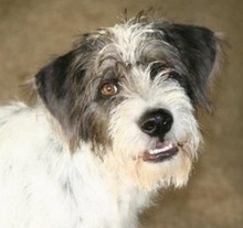 LUDO, Hund, Terrier-Mix in Spanien - Bild 2