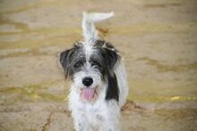 LUDO, Hund, Terrier-Mix in Spanien - Bild 5