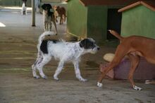LUDO, Hund, Terrier-Mix in Spanien - Bild 7