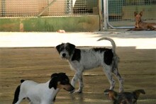 LUDO, Hund, Terrier-Mix in Spanien - Bild 9