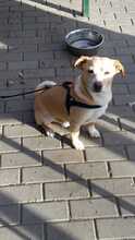 RUDI, Hund, Mischlingshund in Trendelburg - Bild 7