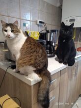 KALLEUNDWOLFI, Katze, Hauskatze in Rumänien - Bild 1