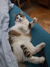 KALLEUNDWOLFI, Katze, Hauskatze in Rumänien - Bild 6