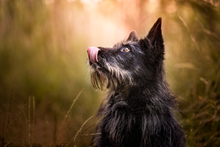 ROCKY, Hund, Mischlingshund in Ungarn - Bild 3