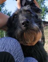 ROCKY, Hund, Mischlingshund in Ungarn - Bild 9