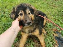 RALPH, Hund, Mischlingshund in Bosnien und Herzegowina - Bild 3
