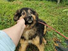 RALPH, Hund, Mischlingshund in Bosnien und Herzegowina - Bild 7