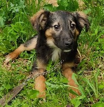 TOBI, Hund, Mischlingshund in Bosnien und Herzegowina - Bild 1