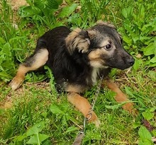 TOBI, Hund, Mischlingshund in Bosnien und Herzegowina - Bild 2
