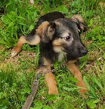TOBI, Hund, Mischlingshund in Bosnien und Herzegowina - Bild 3