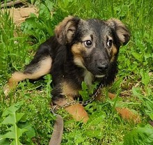 TOBI, Hund, Mischlingshund in Bosnien und Herzegowina - Bild 4