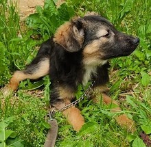 TOBI, Hund, Mischlingshund in Bosnien und Herzegowina - Bild 5