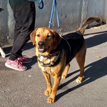 TREBOL, Hund, Mischlingshund in Spanien - Bild 1