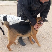 TREBOL, Hund, Mischlingshund in Spanien - Bild 2