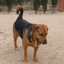 TREBOL, Hund, Mischlingshund in Spanien - Bild 3