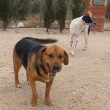 TREBOL, Hund, Mischlingshund in Spanien - Bild 4