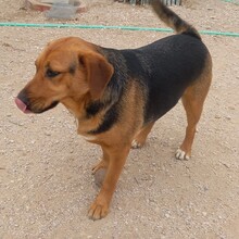 TREBOL, Hund, Mischlingshund in Spanien - Bild 5