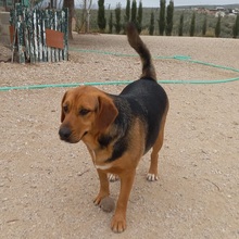 TREBOL, Hund, Mischlingshund in Spanien - Bild 6