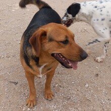 TREBOL, Hund, Mischlingshund in Spanien - Bild 7
