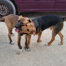 TREBOL, Hund, Mischlingshund in Spanien - Bild 8