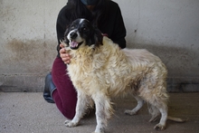 KAYLE, Hund, Mischlingshund in Italien - Bild 2