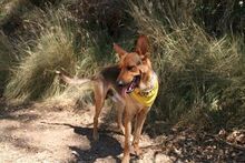 ANGELO, Hund, Deutscher Schäferhund-Mix in Spanien - Bild 4