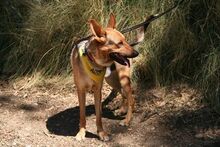 ANGELO, Hund, Deutscher Schäferhund-Mix in Spanien - Bild 5