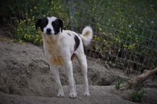 HERA, Hund, Mischlingshund in Griechenland - Bild 1