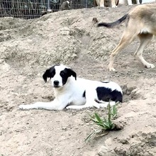 HERA, Hund, Mischlingshund in Griechenland - Bild 10