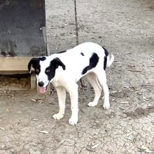 HERA, Hund, Mischlingshund in Griechenland - Bild 11