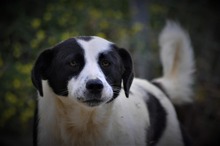 HERA, Hund, Mischlingshund in Griechenland - Bild 2