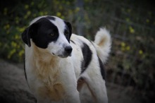 HERA, Hund, Mischlingshund in Griechenland - Bild 4