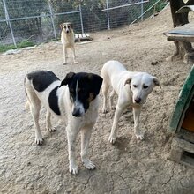 HERA, Hund, Mischlingshund in Griechenland - Bild 5