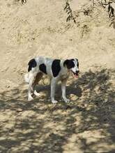 HERA, Hund, Mischlingshund in Griechenland - Bild 6