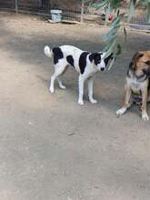 HERA, Hund, Mischlingshund in Griechenland - Bild 7