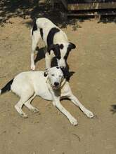 HERA, Hund, Mischlingshund in Griechenland - Bild 8