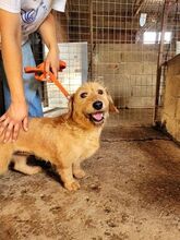 MELINA, Hund, Mischlingshund in Griechenland - Bild 3