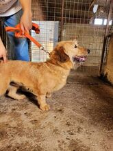 MELINA, Hund, Mischlingshund in Griechenland - Bild 4