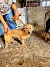 MELINA, Hund, Mischlingshund in Griechenland - Bild 5
