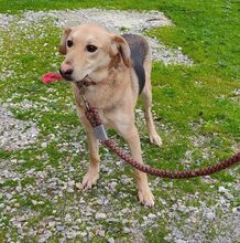 JUNO, Hund, Mischlingshund in Griechenland - Bild 1