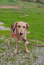 JUNO, Hund, Mischlingshund in Griechenland - Bild 2