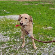 JUNO, Hund, Mischlingshund in Griechenland - Bild 3