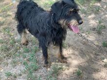 ARIUS, Hund, Mischlingshund in Ungarn - Bild 2