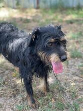 ARIUS, Hund, Mischlingshund in Ungarn - Bild 3