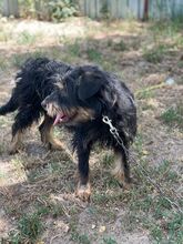 ARIUS, Hund, Mischlingshund in Ungarn - Bild 4