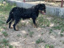 ARIUS, Hund, Mischlingshund in Ungarn - Bild 5