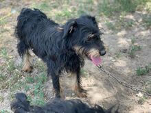 ARIUS, Hund, Mischlingshund in Ungarn - Bild 7