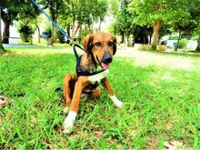 MARKO, Hund, Mischlingshund in Griechenland - Bild 11